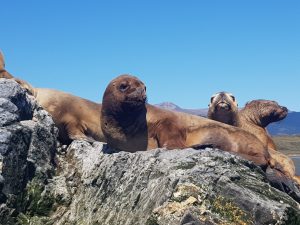 navegacion con lobos en ushuaia