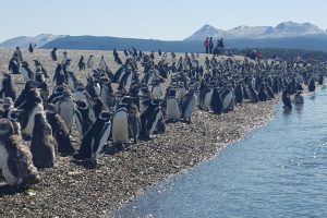 excursion pinguinos en ushuaia