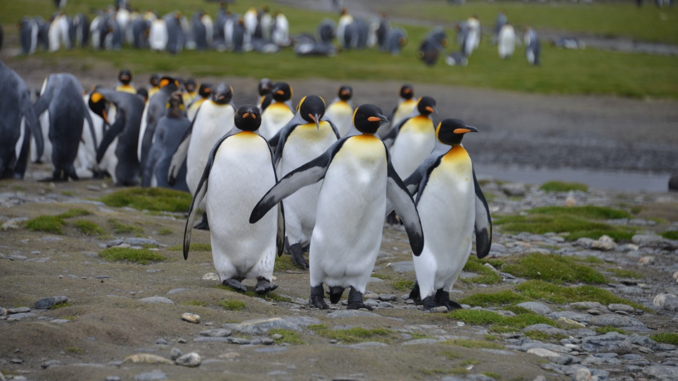pinguinos ushuaia