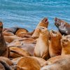 lobos marinos en ushuaia