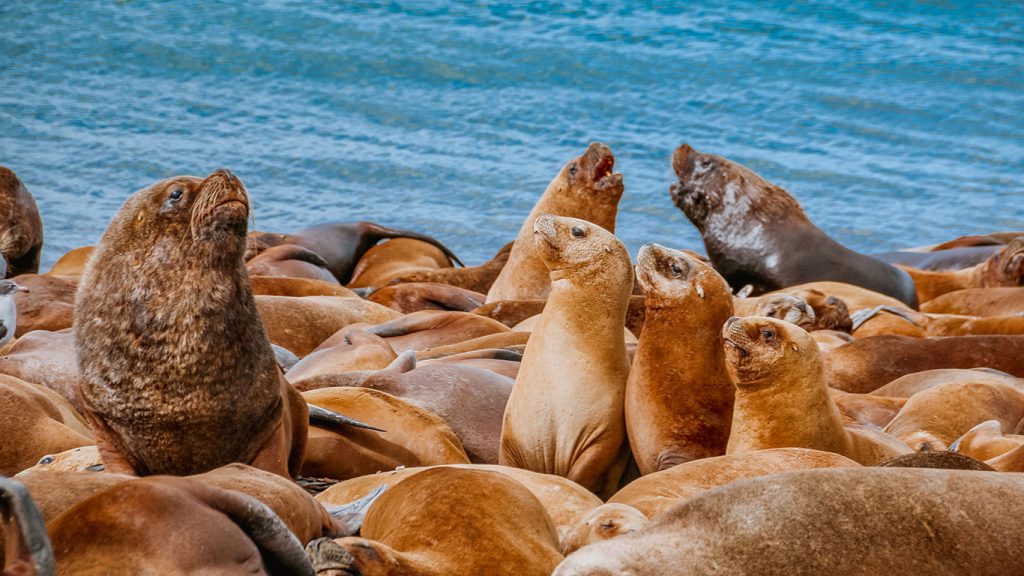 lobos marinos en ushuaia