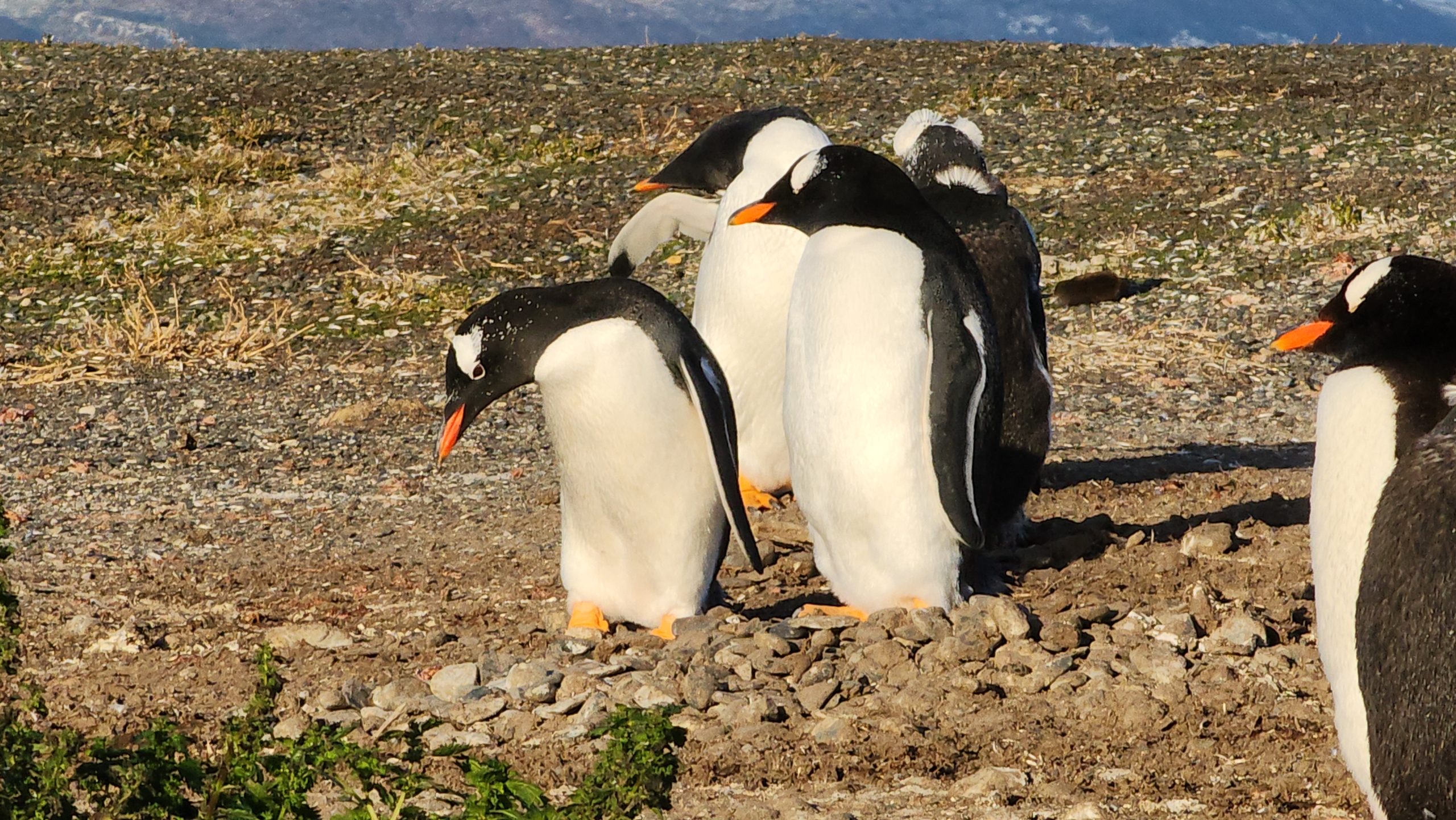 Pingüinos - Patagonia Argentina