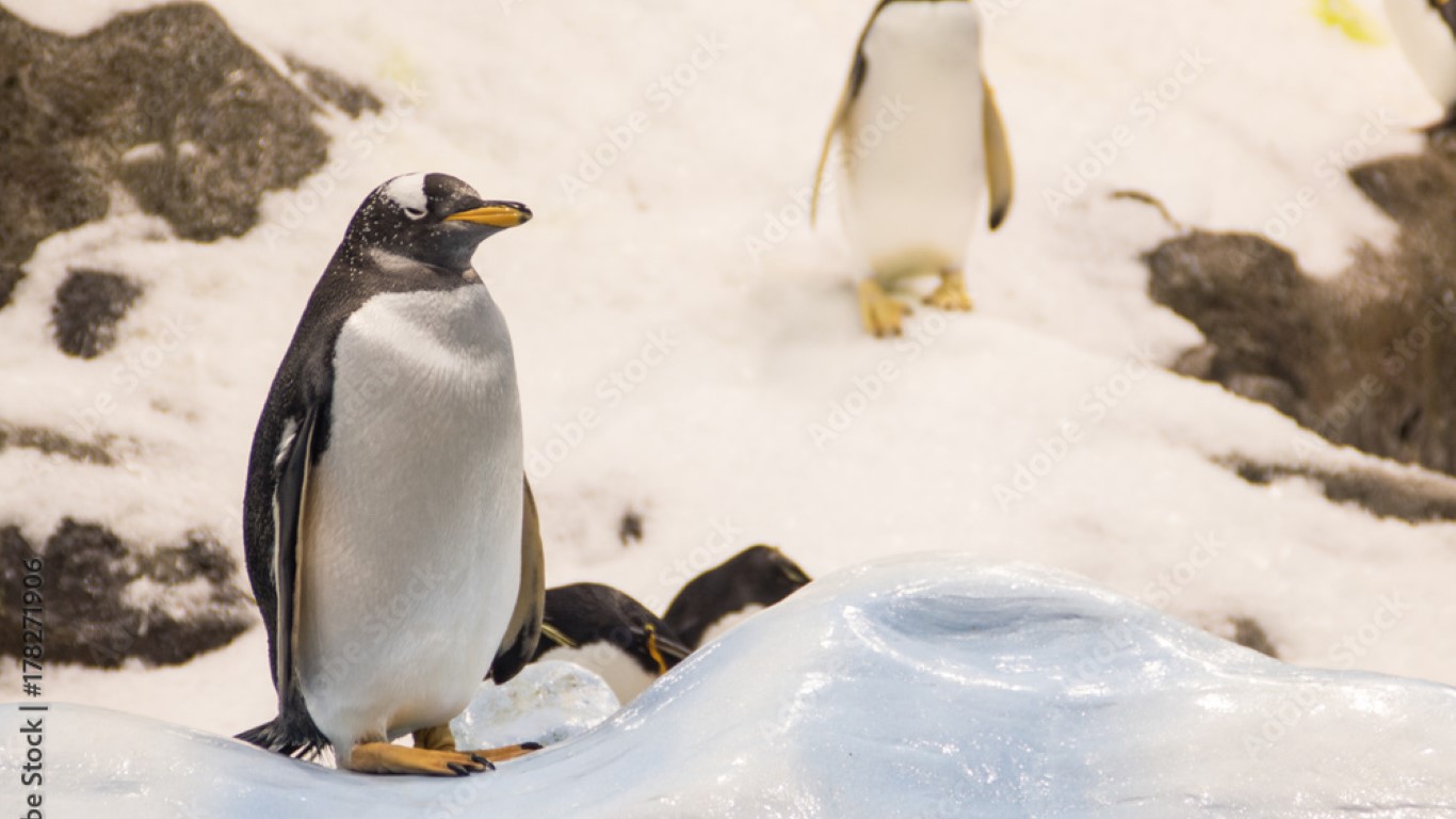 pinguiniera