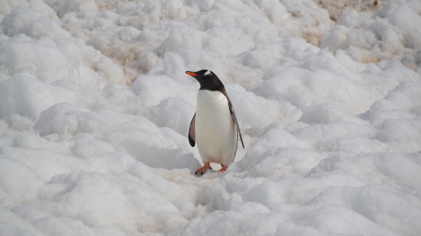 pinguino en ushuaia