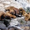 Lobos marinos ushuaia