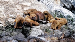 Lobos marinos ushuaia