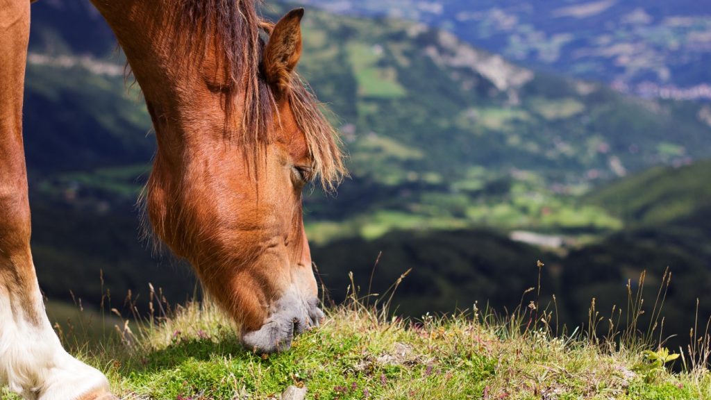 Cabalgata Monte Susana Excursiones