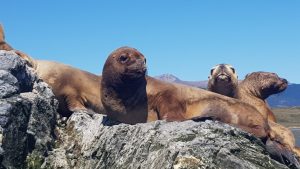 Lobos marinos Canal Beagle