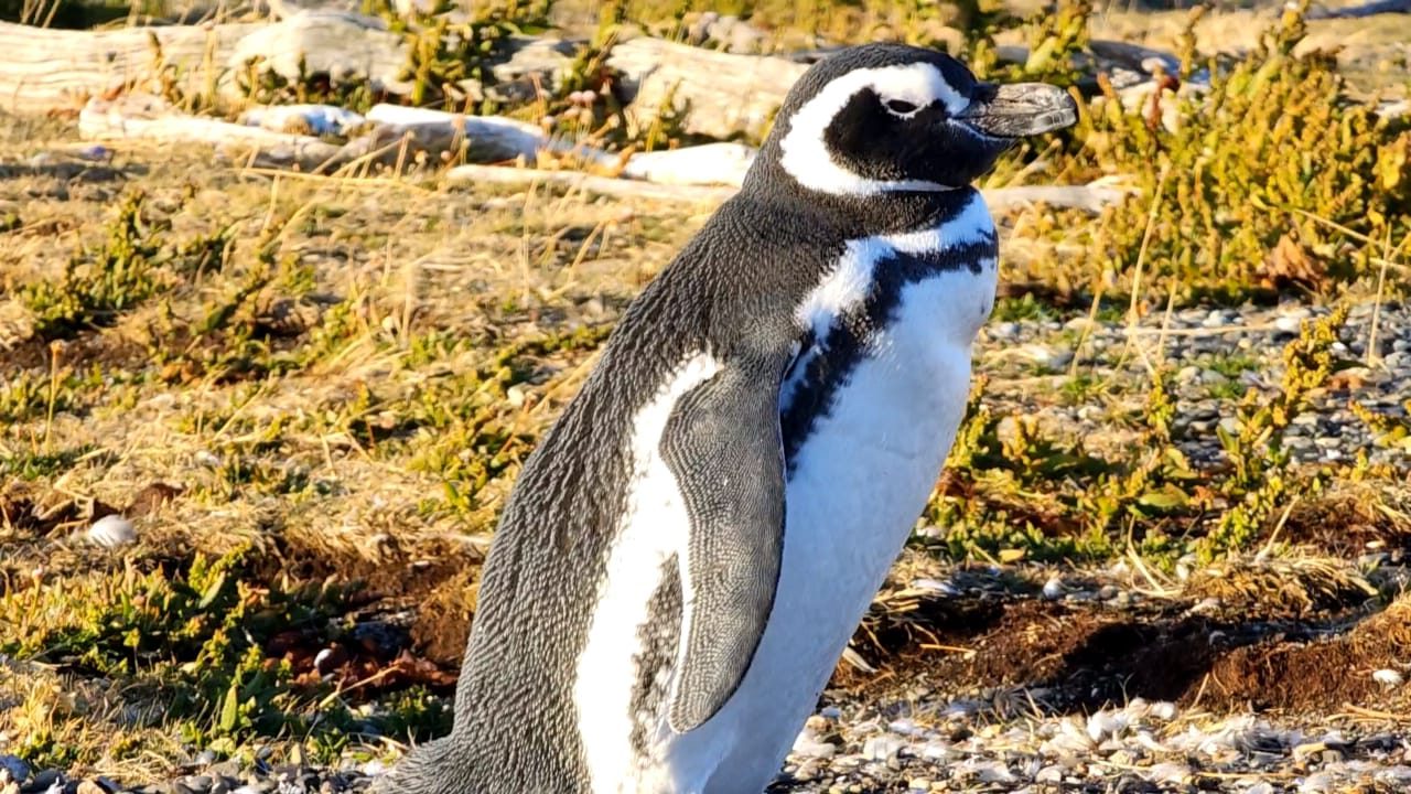Pinguinera en ushuaia