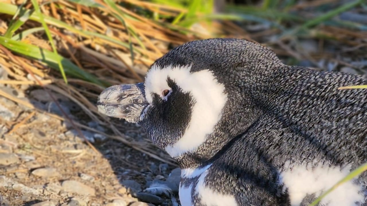 Pinguinera en ushuaia