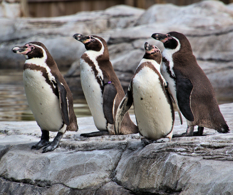 Tour Ushuaia con pingüinos