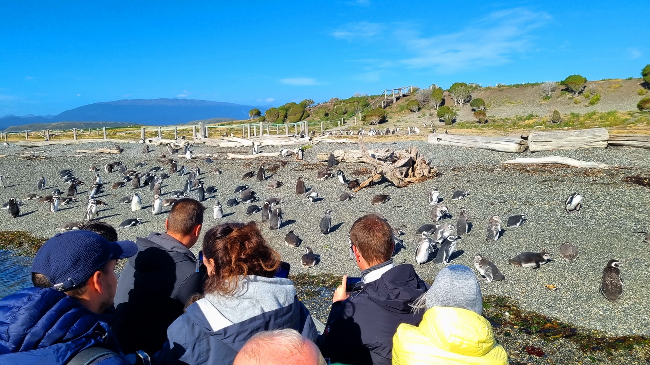 Excursión pingüinos Ushuaia