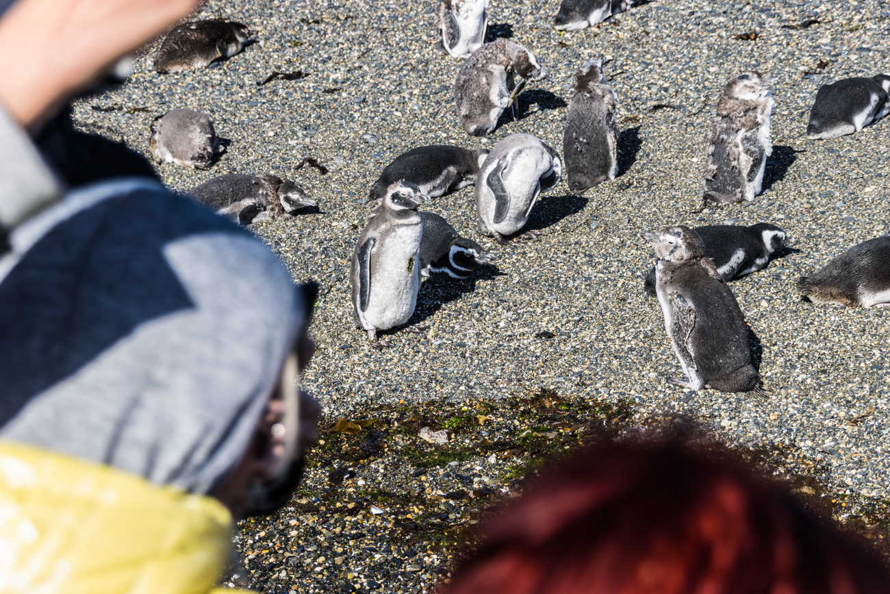 Ushuaia pingüinos