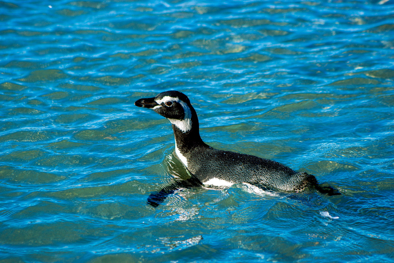 Avistaje pingüinos