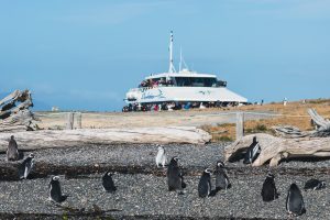 Colonia de pingüinos