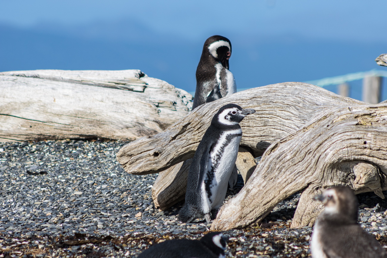 Excursión pingüinos