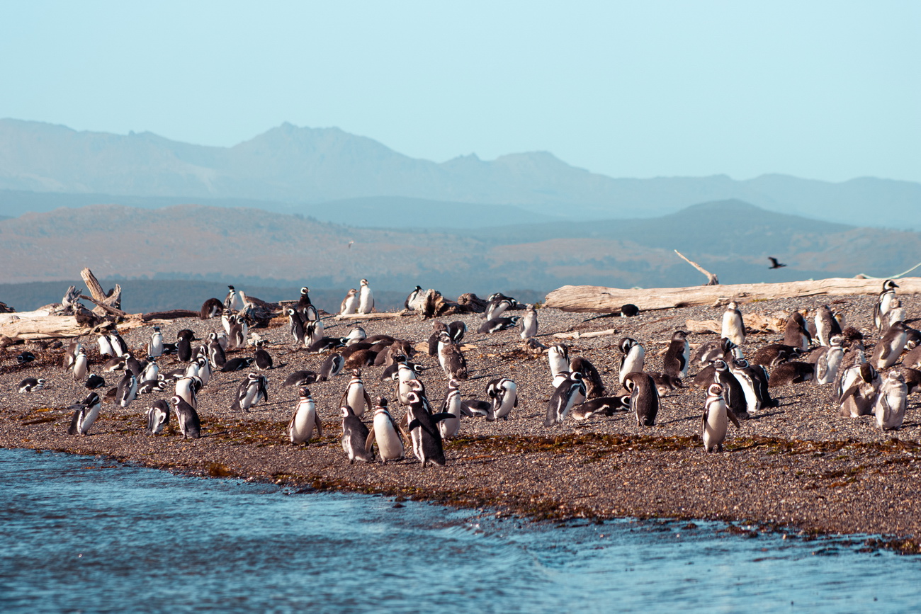 Tour Ushuaia pingüinos