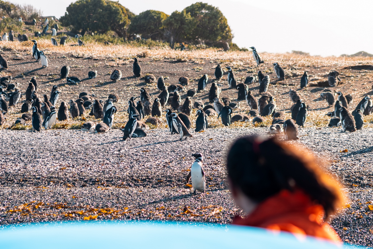 Isla Martillo pingüinos