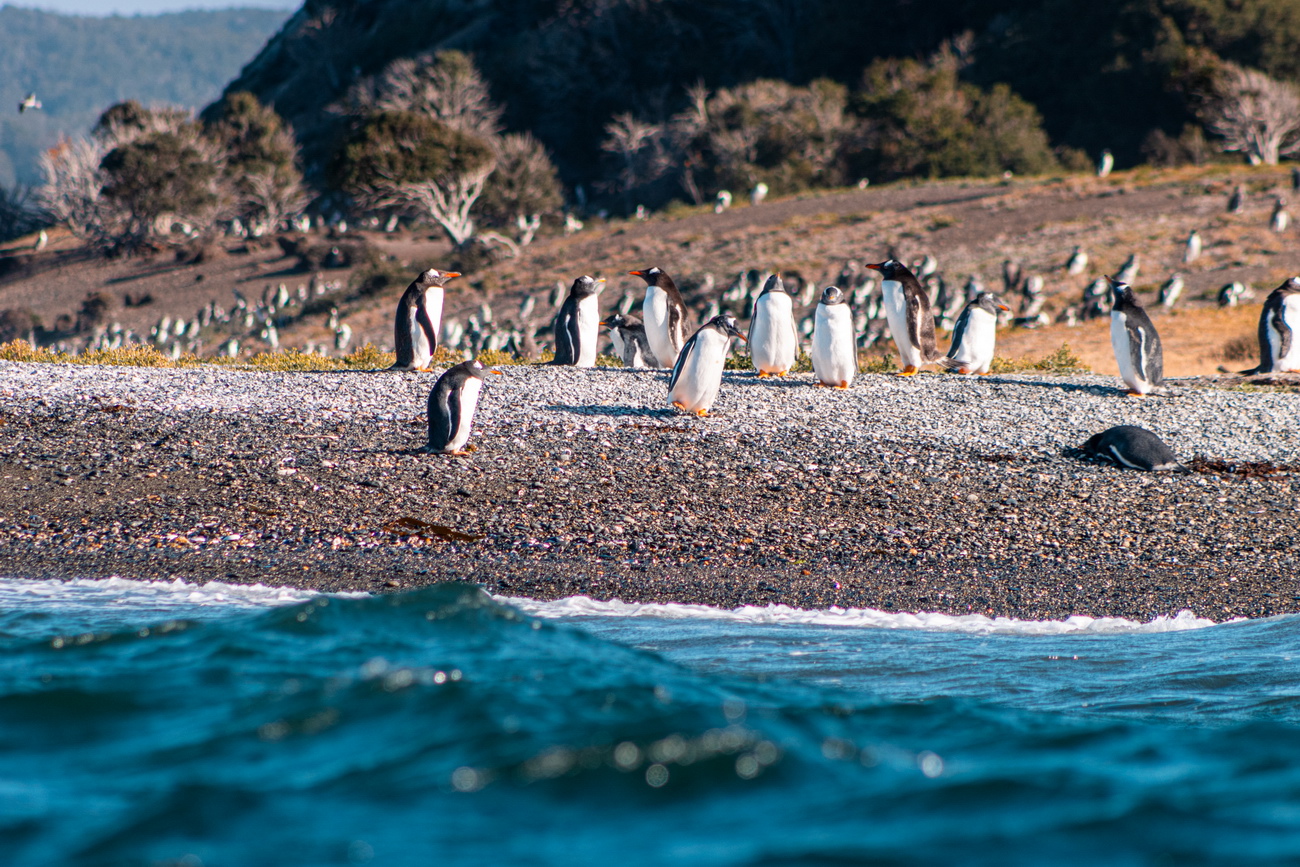 Avistaje de pingüinos