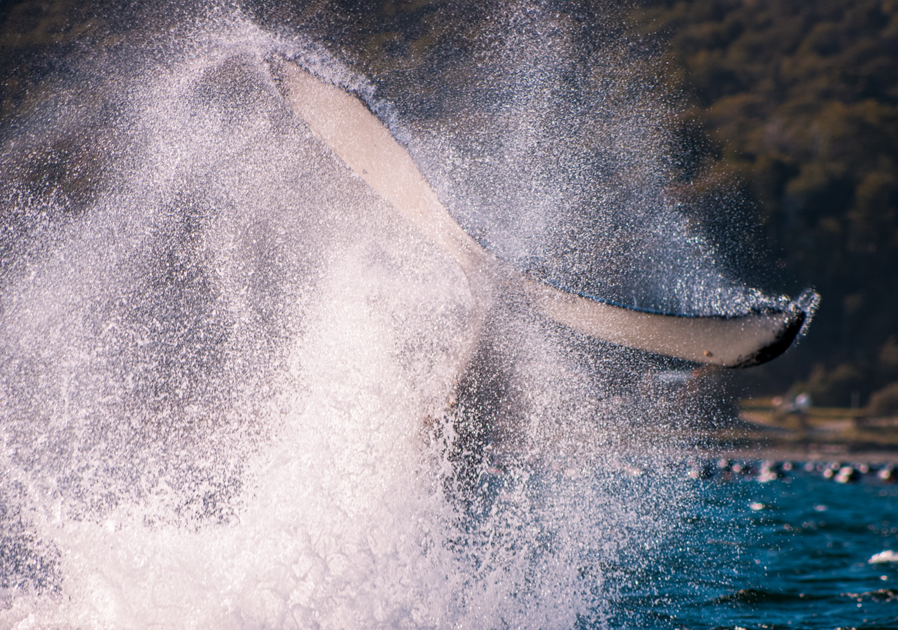 Ballenas Ushuaia