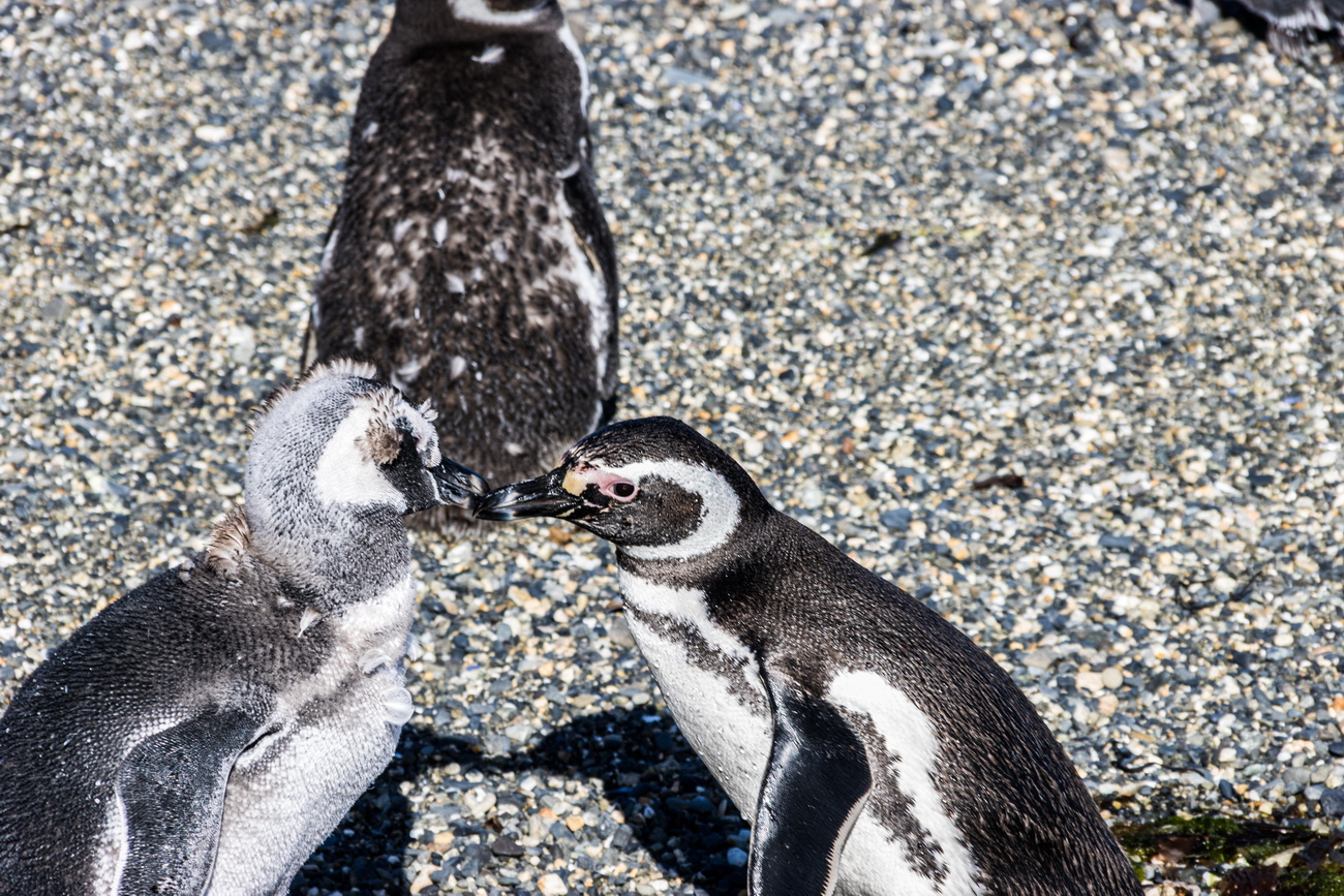 pingüinos en Puerto Almanza