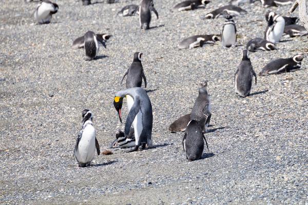 Paseos con Pingüinos Ushuaia