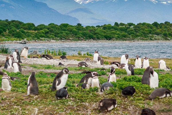 Colonia de pingüinos en Ushuaia