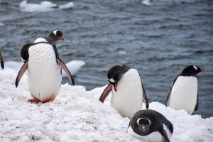 Conocer especies de pingüinos en Ushuaia